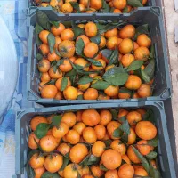 فروش نارنگی شیرین|خوردنی و آشامیدنی|کلاچای, |دیوار