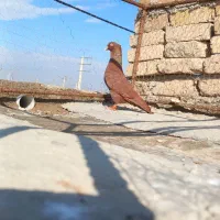 کبوتر سرخ نر کاکلی و یهودی سیاه نر