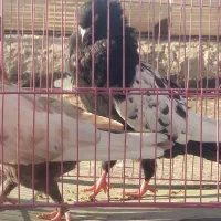 کبوتر سینه ای زاغ دم سفیدشیرازی