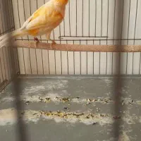 قناری نر پرتغالی|پرنده|اصفهان, قائمیه|دیوار