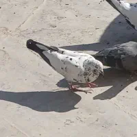 کبوتر گم شده