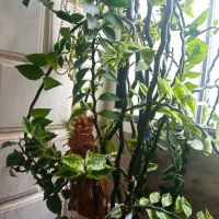 گل های زیبا مناسب روزمادر|گل و گیاه طبیعی|کرمانشاه, |دیوار