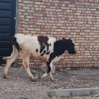 گوساله کیلویی قیمت 450 تومن