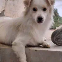 سگ کوچلو
