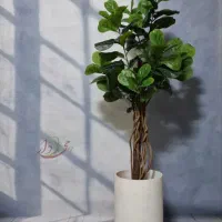 درختچه لیراتا