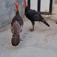 بوقلمون برنز اصل