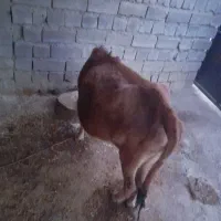 گاومحلی.ابستن|حیوانات مزرعه|شاهیوند, |دیوار