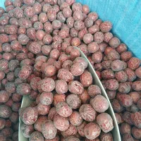 استخدام نیروی خانم