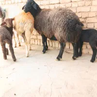 یه جفت میش زاییده(شیشک)بره ها شیرمست درجه ۱