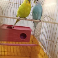 یک جفت مرغ عشق خشرنگ