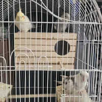 عروس هلندی با قفس