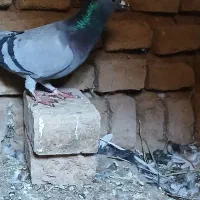 کبوتر|پرنده|بوئین زهرا, |دیوار