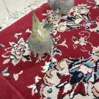 عروس هلندی|پرنده|بندر ماهشهر, |دیوار