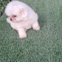 توله شتزو نر سوپر فلت سفید|سگ|قائم‌شهر, |دیوار