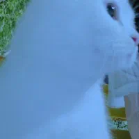 فروش گربه آموزش دیده نژاد اسکاتیش|گربه|دزفول, |دیوار