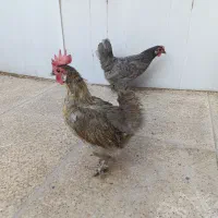 سه تا مرغ دوساله