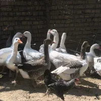 فروش فوری غاز