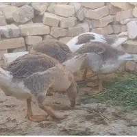 قوغاز
