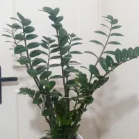 زاموفیلیا|گل و گیاه طبیعی|قم, محمد آباد|دیوار