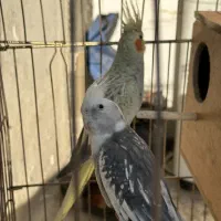 خریداروفروش طوطی پرنده کاسکوملنگوعروس فنچ و...