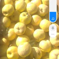 سرکارگر امور کشاورزی انبار سرد خانه آقای سنجابی|خدمات باغبانی و درختکاری|کرمانشاه, |دیوار