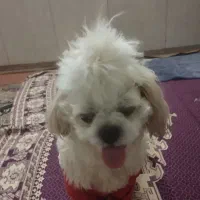 واگذاری سگ غیر رایگان|سگ|ورامین, ورامین|دیوار