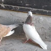 کبوتر طوقی قره زرد
