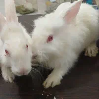 خرگوش چشم قرمز