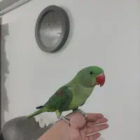 شاه طوطی نر ۶ماهه