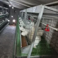 قفس مرغ تخمگزار پرآور