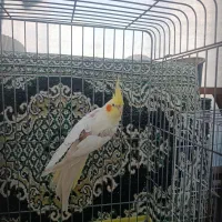 واگذاری عروس هلندی ماده