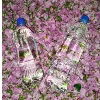 گلاب درجه یک محلی دشت گل