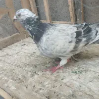 کبوتر نر مست مست