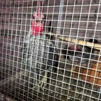 خروس جاپینز|حیوانات مزرعه|اسلامیه, |دیوار