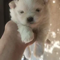 شاه توله پامر سایز صفر اورجینال