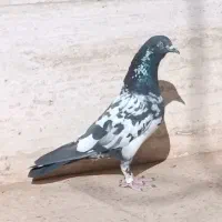 کبوتر پرشی پاکستانی|پرنده|شاهین‌شهر, شهرک مطهری|دیوار