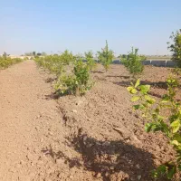 فروش زمین باغچه۹هزارمتراتوبان دزفول اندیمشک