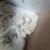 یک جفت عروس هلندی سالم و سرحال