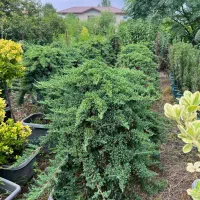 نهال شمشادکاج پایانکاردرختچه درخت کف قیمت ایران|خدمات باغبانی و درختکاری|تهران, حکیمیه|دیوار