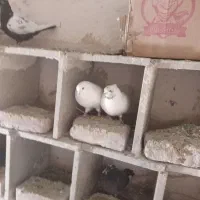 کبوتر پلنگ وسینه ای|پرنده|چترود, |دیوار