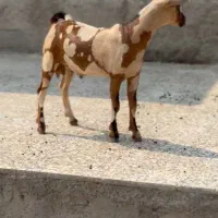 گل قشنگ|حیوانات مزرعه|میاندوآب, |دیوار