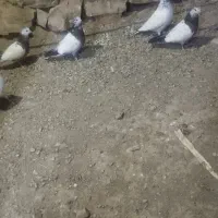 کبوتر