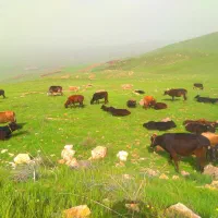 گوساله
