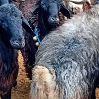 بره قوچهای جنس دار بشرط پرش .اگهیبخان وبزنگ