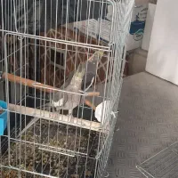 یک جفت طوطی عروس کار داده|پرنده|قزوین, |دیوار