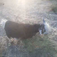 فروش بیگ|حیوانات مزرعه|لالی, |دیوار