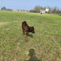 گاو چالوسی به همراه ورزا کوله|حیوانات مزرعه|رشت, رودباری|دیوار