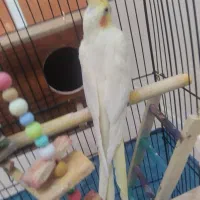 دوعدد عروس هلندی نروماده