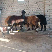 گوسفندتوقلی ماده جنس خوب