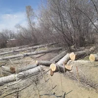 خرید قلمه و چوب